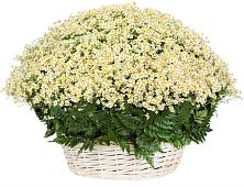 Цветочная композиция из Ромашки в корзине #REPLACE_PRED# Верхнем Казанище